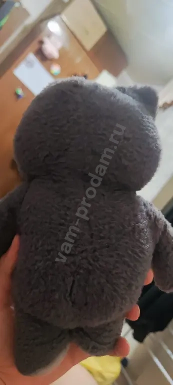 мягкий кот