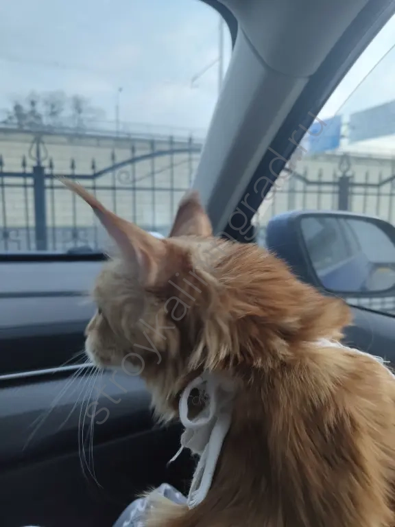 плвтор