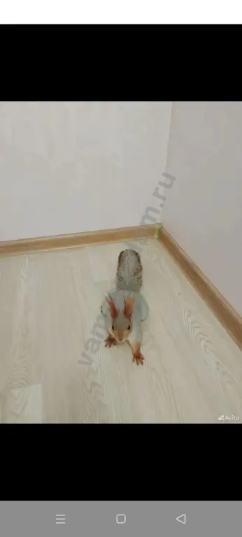 белка