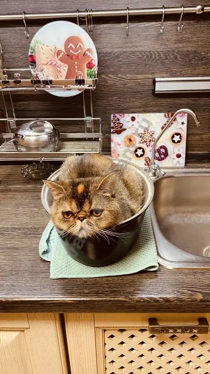 котята экзотические короткошерстные