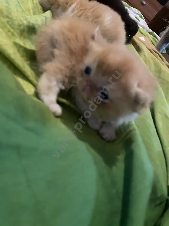 котята экзотические короткошерстные