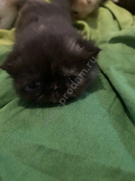 котята экзотические короткошерстные
