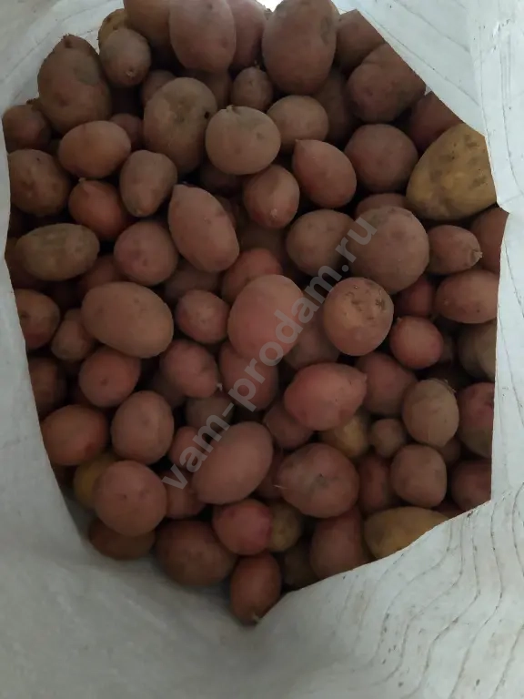 картофель мелочь (средний) 10 в.