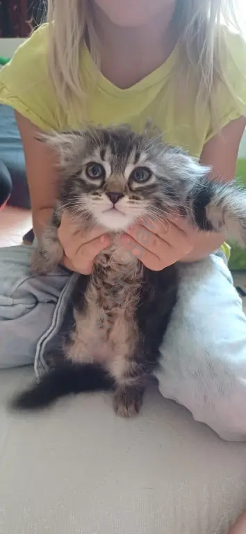 котята