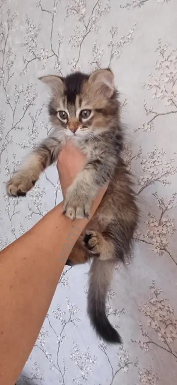 котята