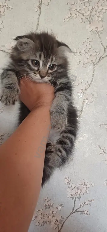 котята