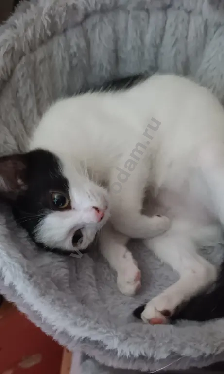 Котенок в добрые руки