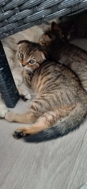 котята