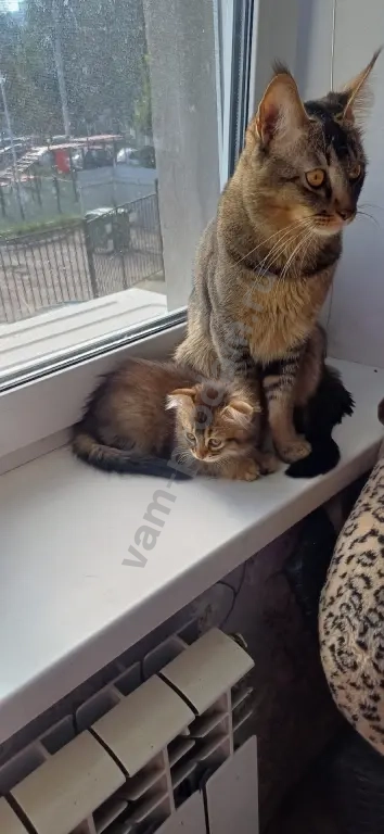 котята