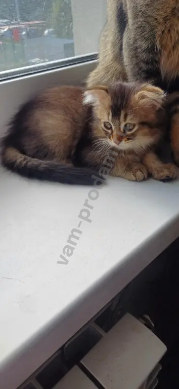 котята