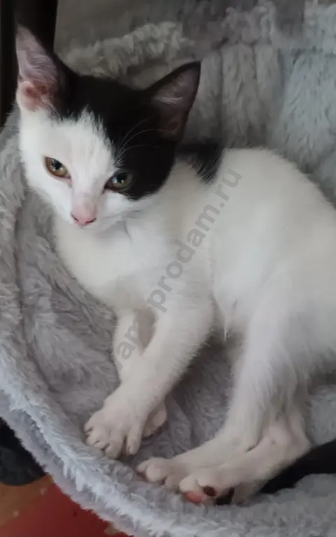 Котенок в добрые руки