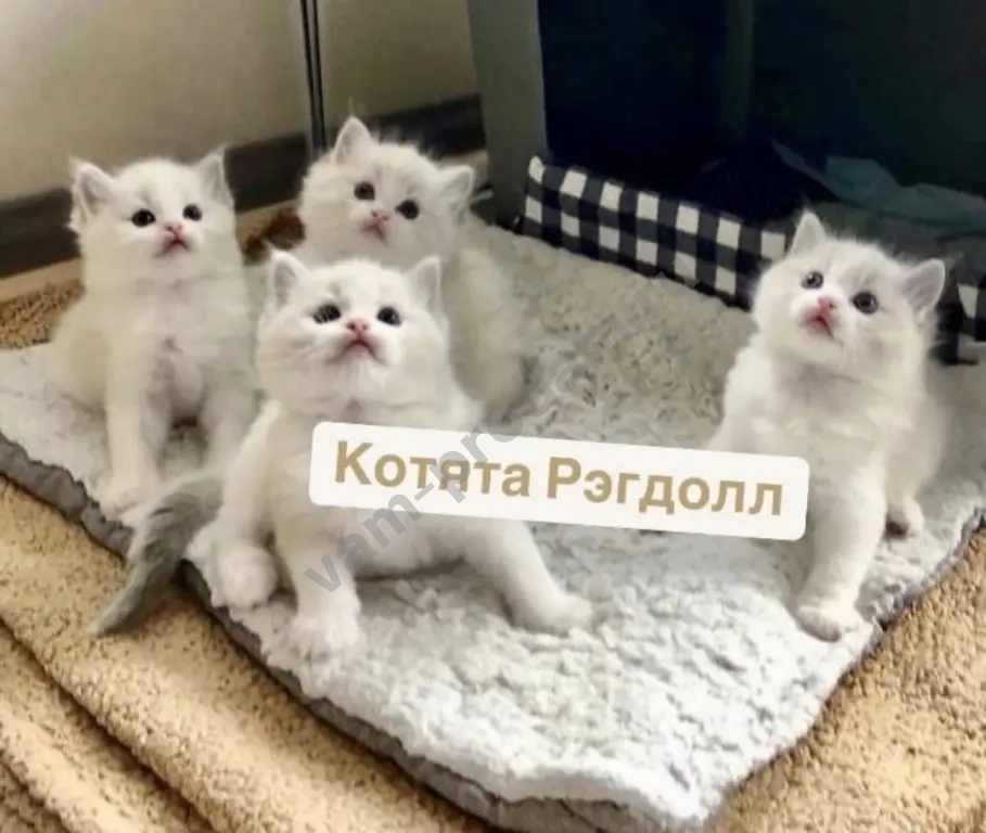 Рэгдолл котики