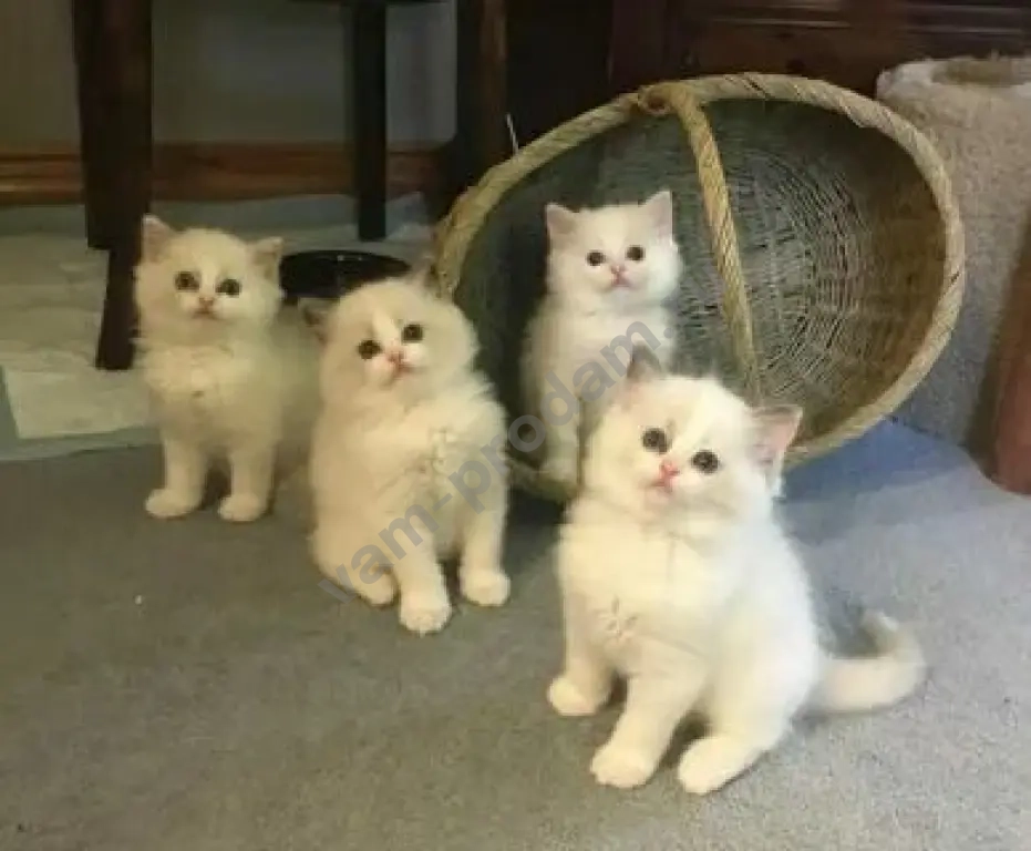 Ragdoll kitten