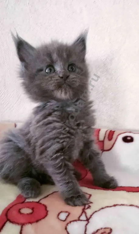 Котята Мейн Куны