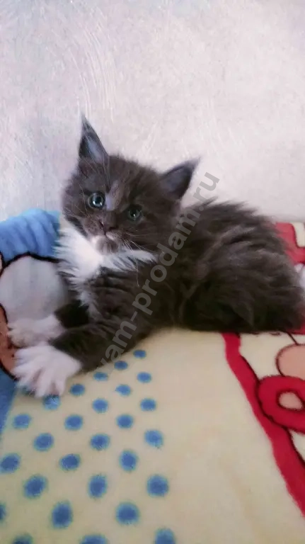 Котята Мейн Куны