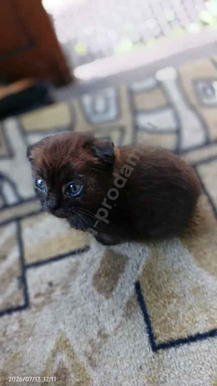 вислоухий котёнок