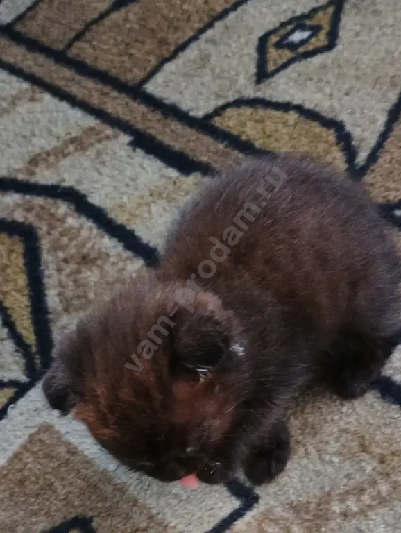 вислоухий котёнок