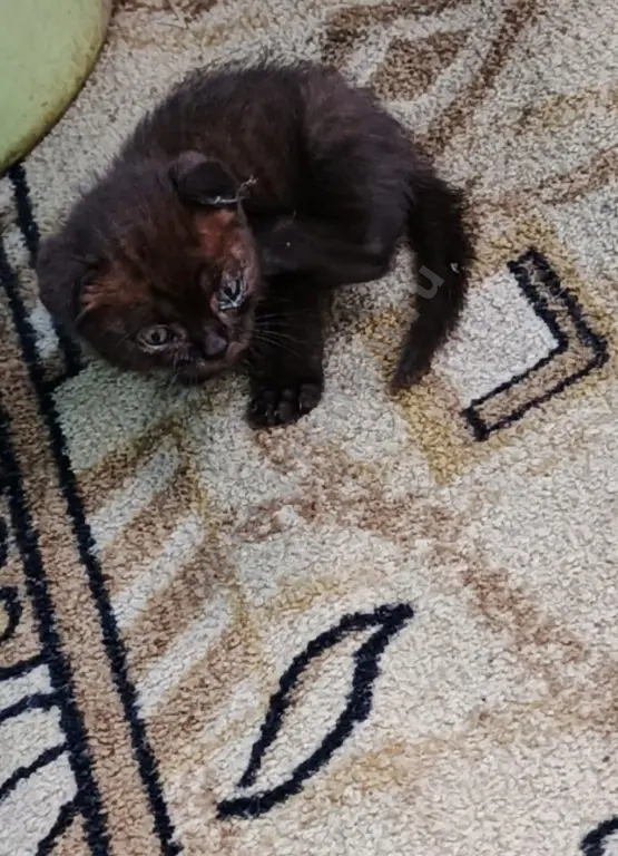 вислоухий котёнок