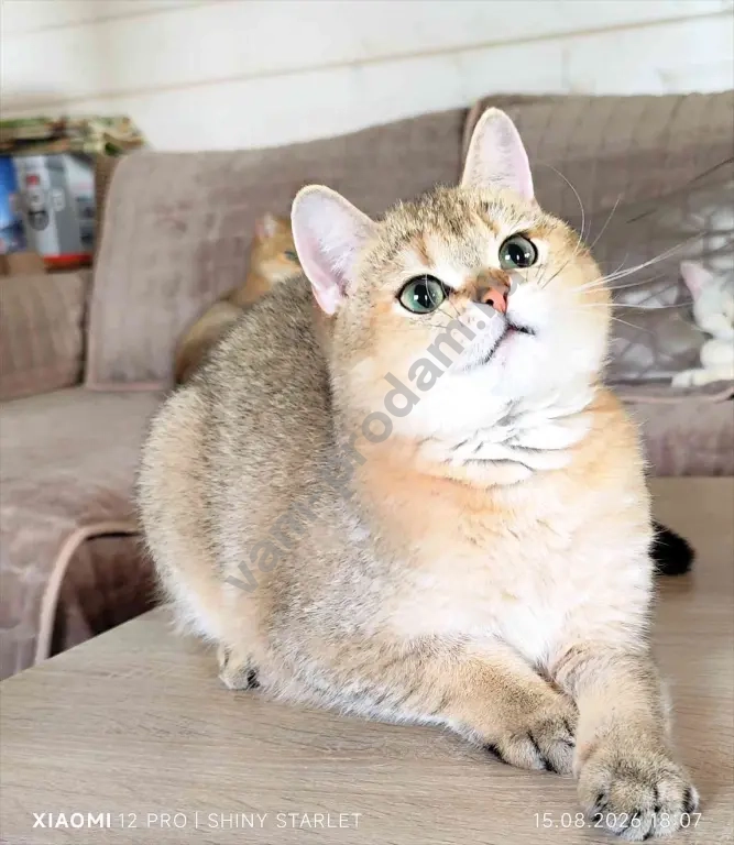 котик -компаньон голубых кровей