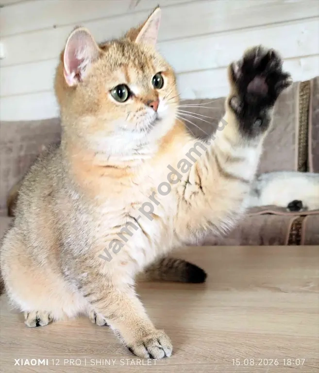 котик -компаньон голубых кровей