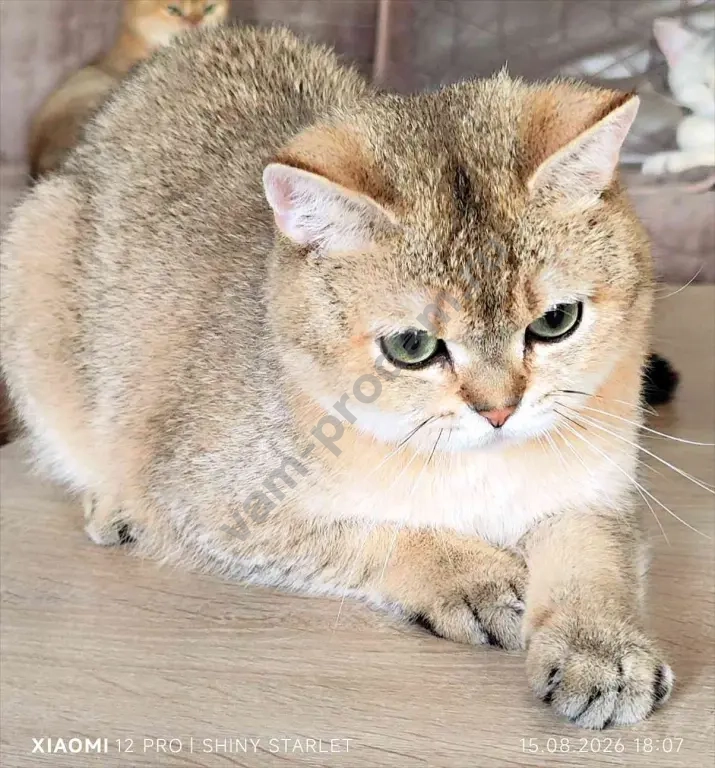 котик -компаньон голубых кровей