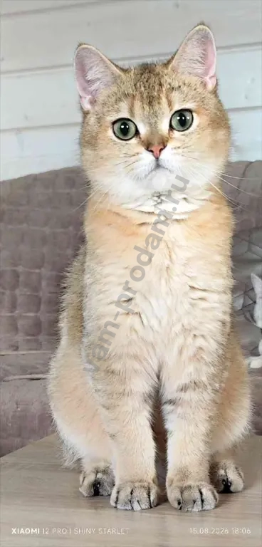 котик -компаньон голубых кровей