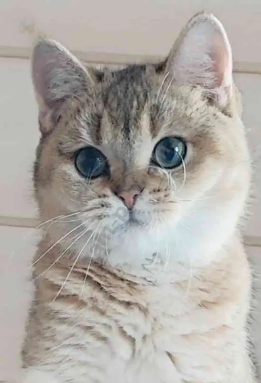 котик -компаньон голубых кровей