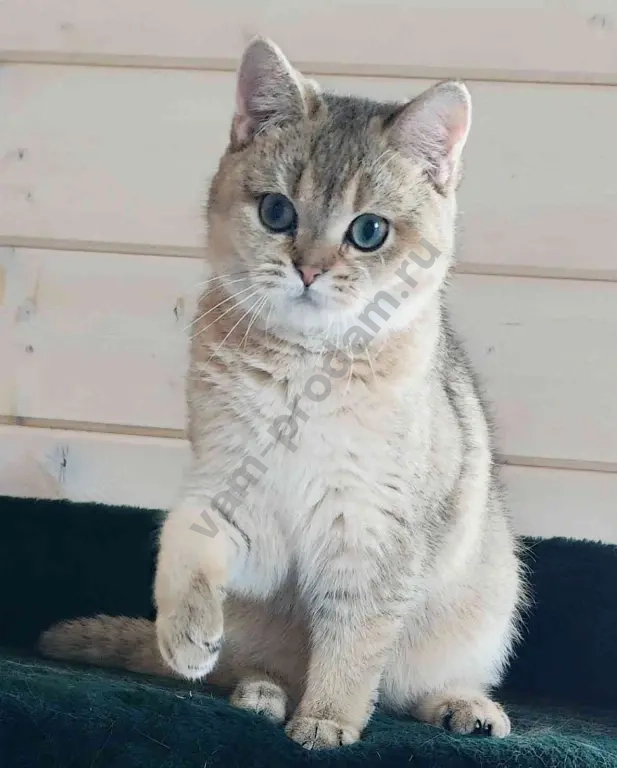 котик -компаньон голубых кровей