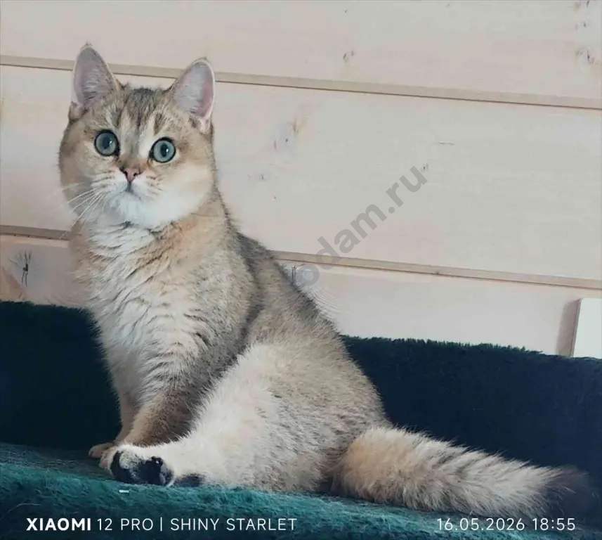 котик -компаньон голубых кровей