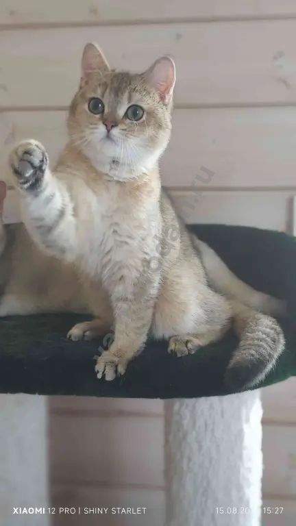 котик -компаньон голубых кровей