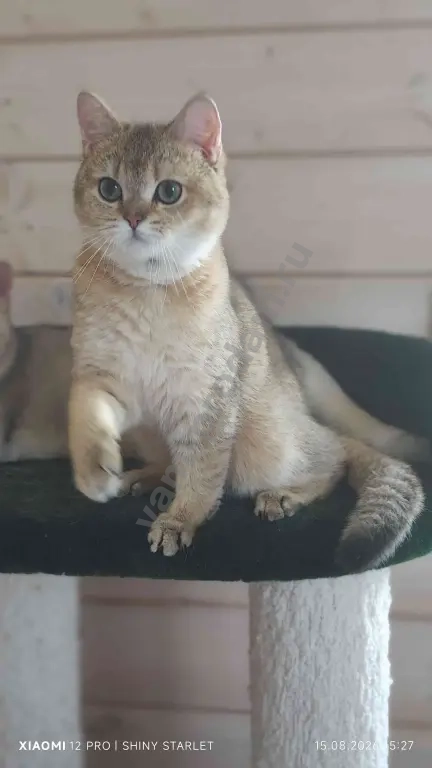 котик -компаньон голубых кровей
