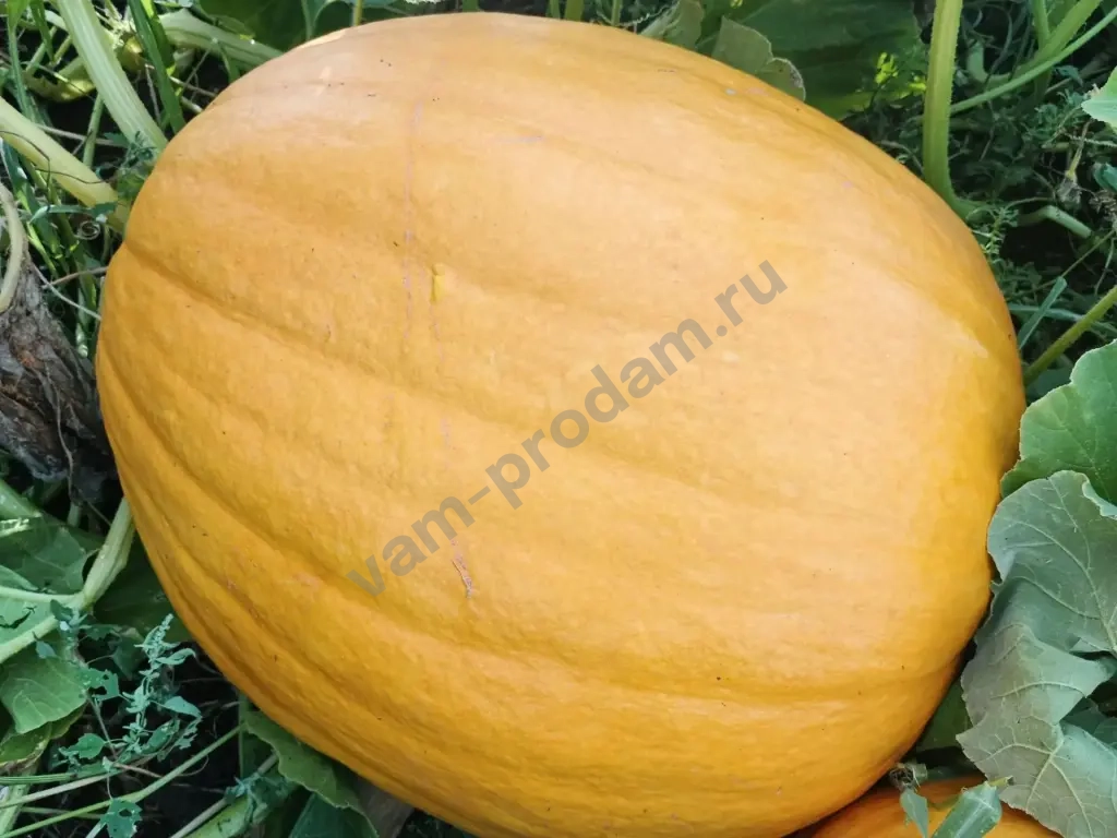 тыква.