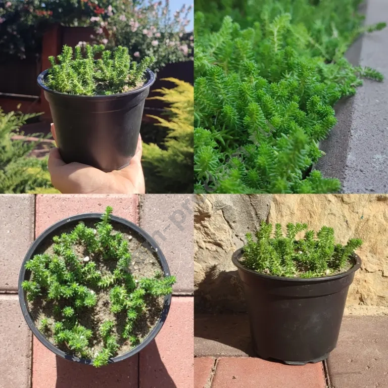 Седум шестигранный - суккулент
