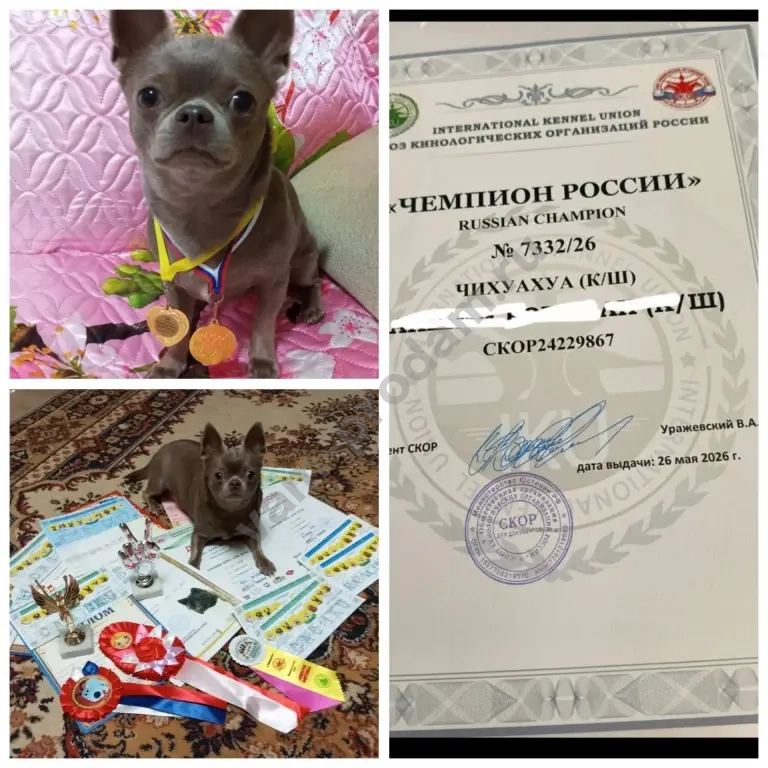 щенок чихуахуа
