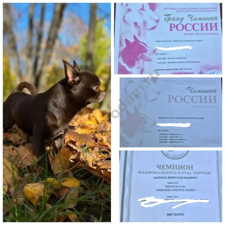 щенок чихуахуа
