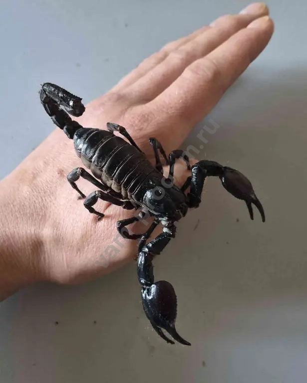 домашние пауки и скорпионы