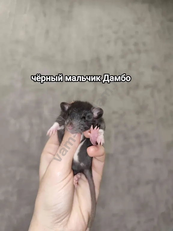 крысята агути вельветин