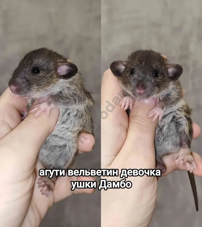 крысята агути вельветин