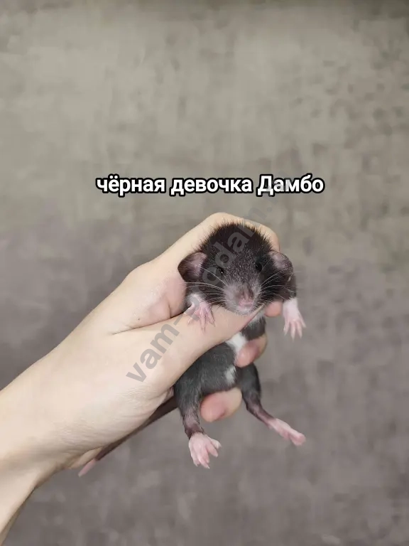 крысята агути вельветин