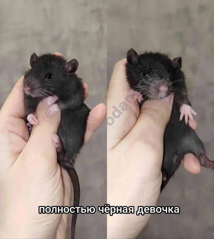 крысята агути вельветин