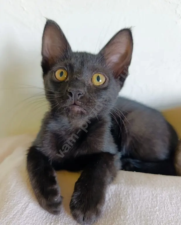 котята