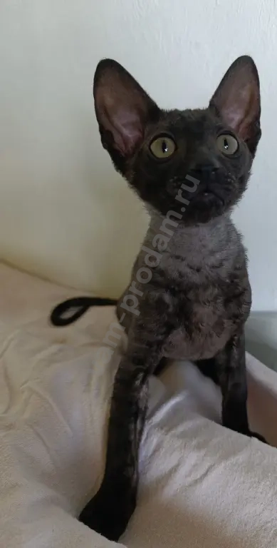 котята