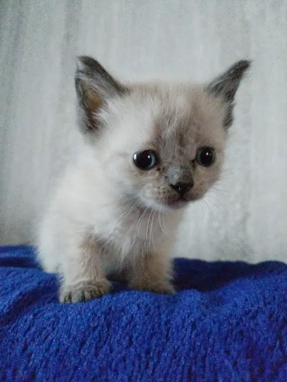 котёнок милый