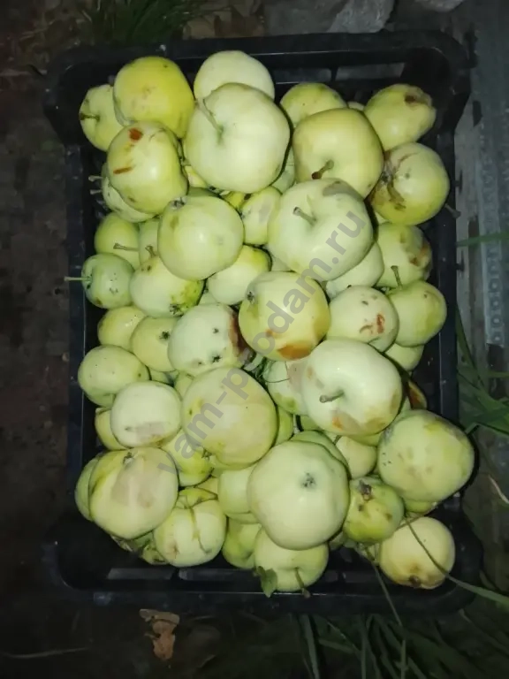 яблоки падалица