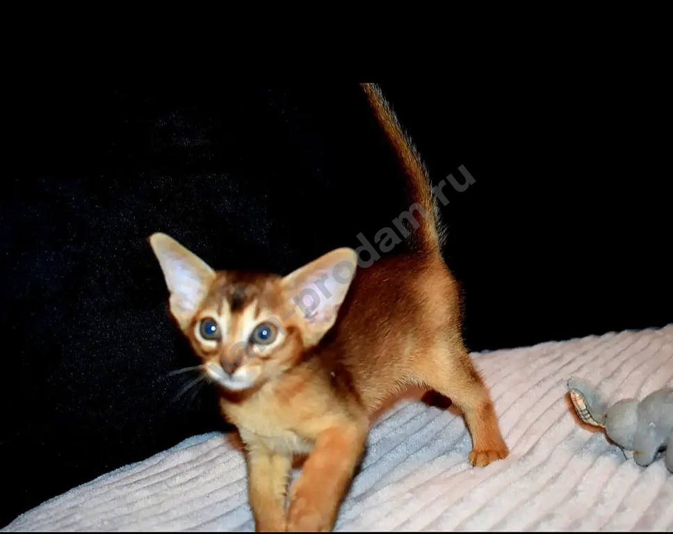 Абиссинские котята
