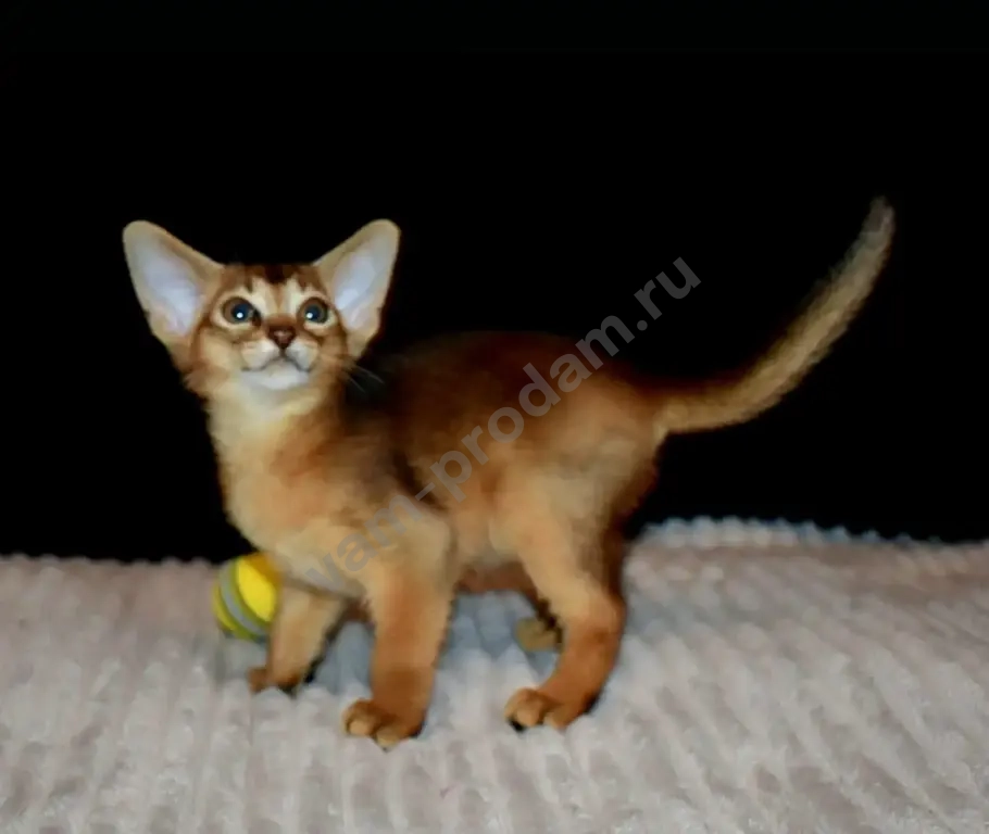 Абиссинские котята
