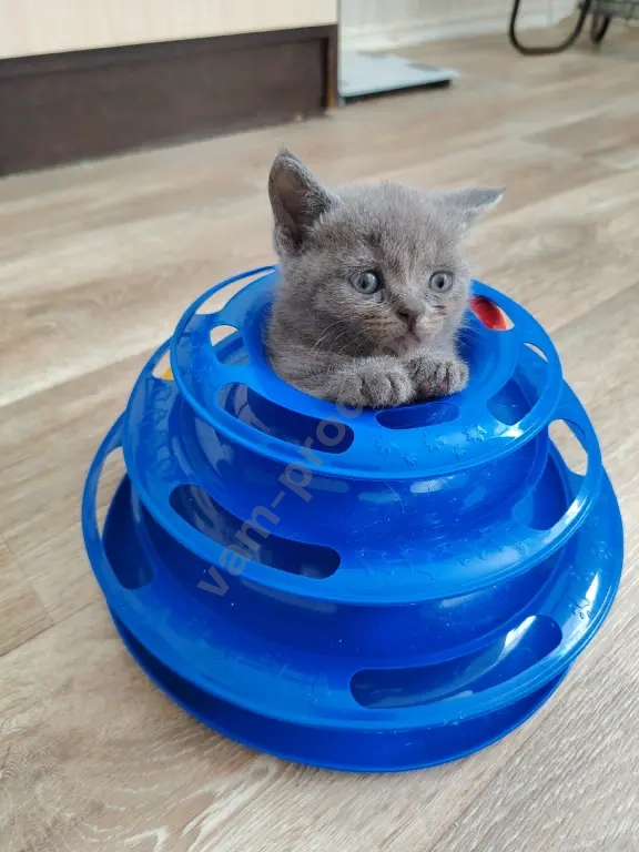 котята