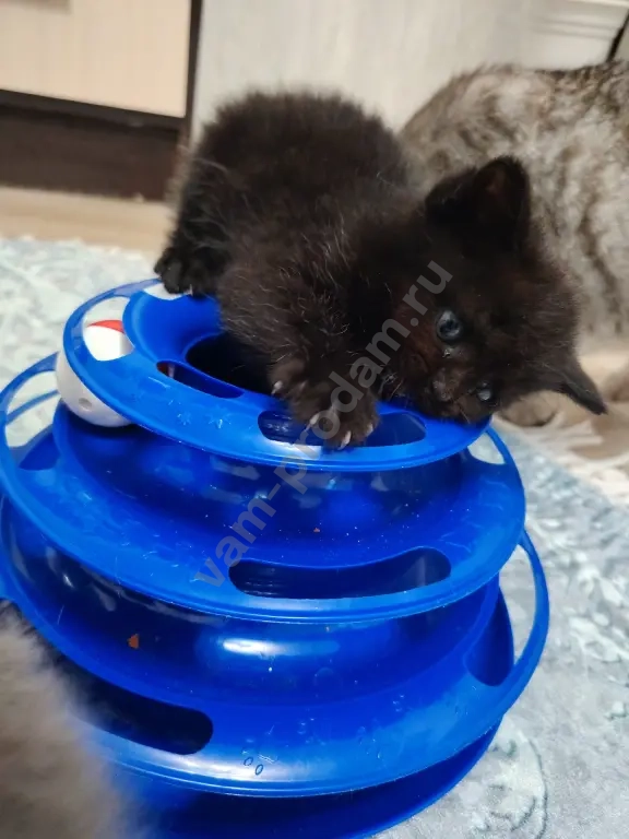котята