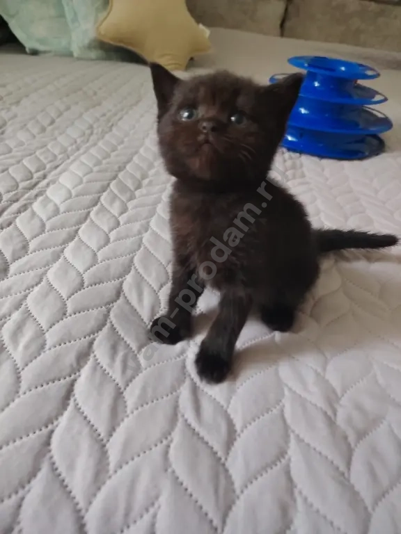 котята