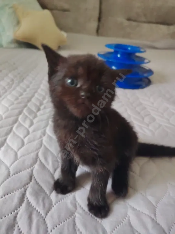 котята